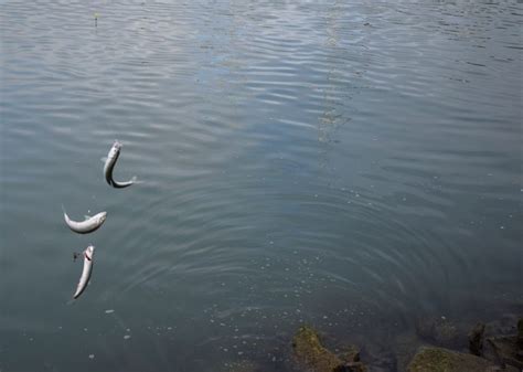 Fishing for Pacific Herring (Clupea Pallasi) - Oregon Discovery