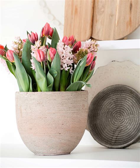 Comment Faire Pousser Des Tulipes L Int Rieur Un Guide Tape Par