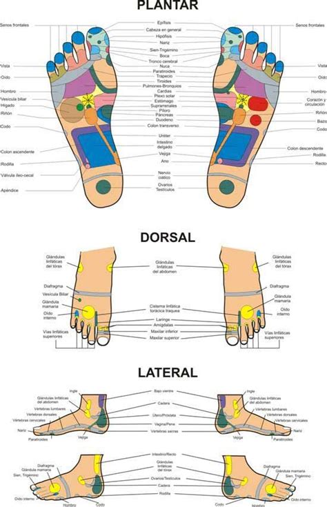 Mapa General De Puntos De ReflexologÍa Podal Reflexología Puntos De Reflexologia Terapia De