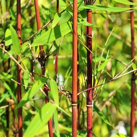 Fargesia Asian Wonder (14cm, V3) – 247plants