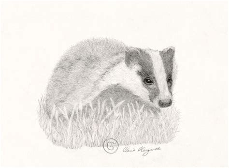 Badger Pencil Drawing Print Greeting Cards by DeerstoneStudios