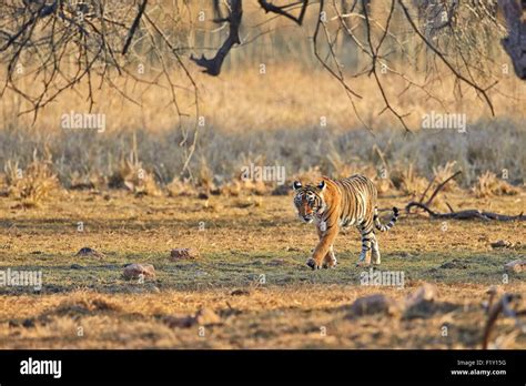 India Rajasthan State Ranthambore National Park Bengal Tiger Panthera Tigris Tigris Stock