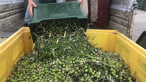 Olio Della Sabina La Tradizionale Raccolta Delle Olive In Sabina