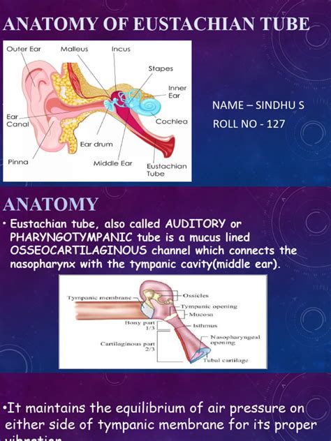 Anatomy of Eustachian Tube | PDF | Human Head And Neck | Human Anatomy