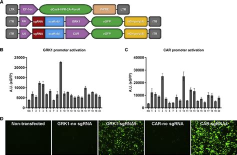 In Vitro Stimulation Of Photoreceptor Promoters With Crispr Dcas9 Download Scientific Diagram