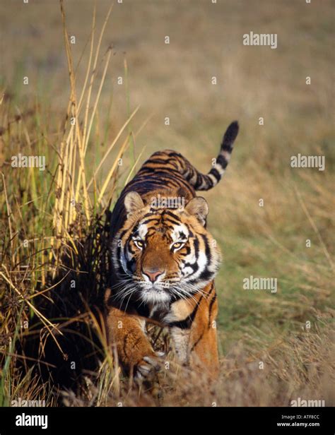 Bengal Tiger Running Through The Grass Wildlife Model Stock Photo Alamy