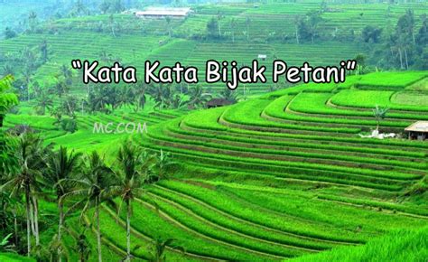 Kata Kata Bijak Petani Penuh Kesabaran Dalam Menggarap Sawah