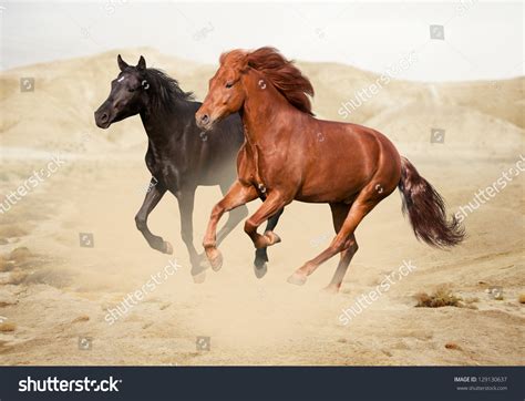 Purebred White Arabian Horse In Desert Stock Photo 129130637 : Shutterstock