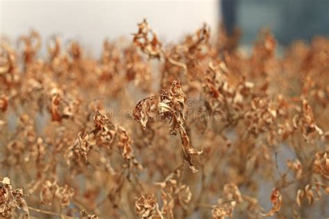 close  dry tree leaves  bushes background stock image image