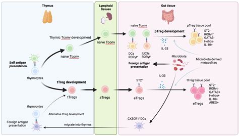 Frontiers Regulatory T Cells In Peripheral Tissue Tolerance And Diseases