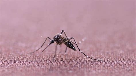 Nearly Genetically Modified Mosquitoes To Be Released In Florida