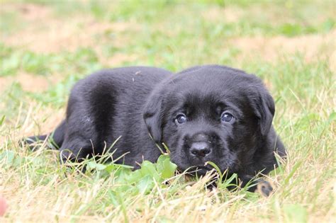 Chiot Elevage Des Yeux Doux Eleveur De Chiens Labrador Retriever