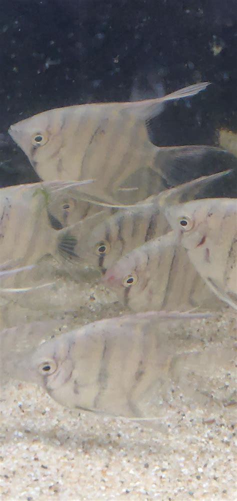 Crisis averted? : r/AngelFish