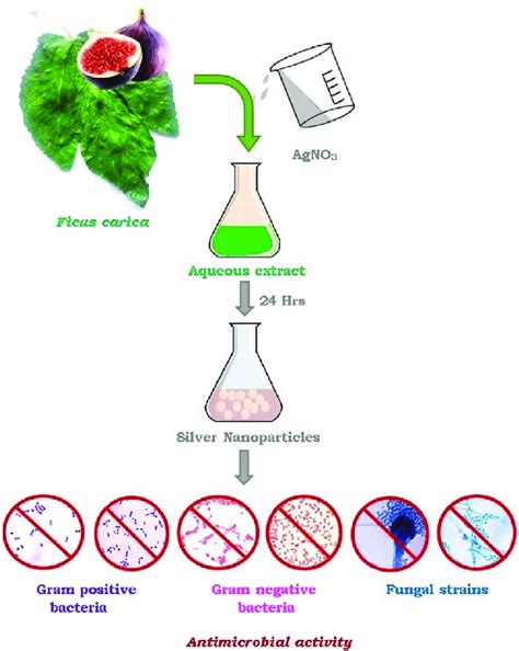 Green Synthesis Of Silver Nanoparticles Using Aqueous Extract Of Ficus