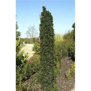 Taxus Baccata Fastigiata Robusta S Uleneibe Auf Pflanzen Shop Ch