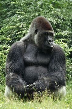 480 Gorilla screensaver ideas | gorilla, animals wild, animals beautiful