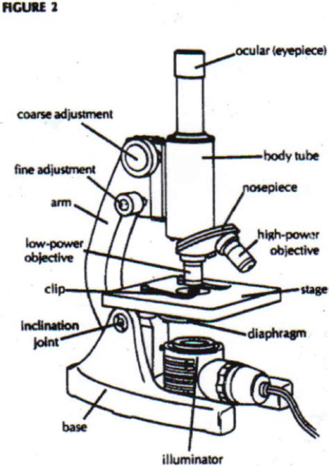 Compound Microscope Labeled - ClipArt Best