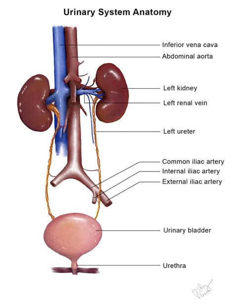 Bladder / Urethra Anatomy - Renal - Medbullets Step 1