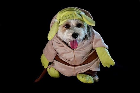 Star Wars Dog Yoda Photograph by Gene Lower