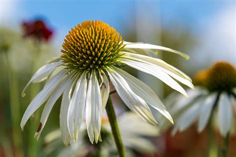 Flower Echinacea, Floral Free Stock Photo - Public Domain Pictures