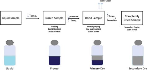 Schematic diagram of freeze drying. | Download Scientific Diagram