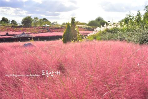 서울 상암 하늘공원 억새 핑크뮬리 서울 놀러 갈만한곳 A2