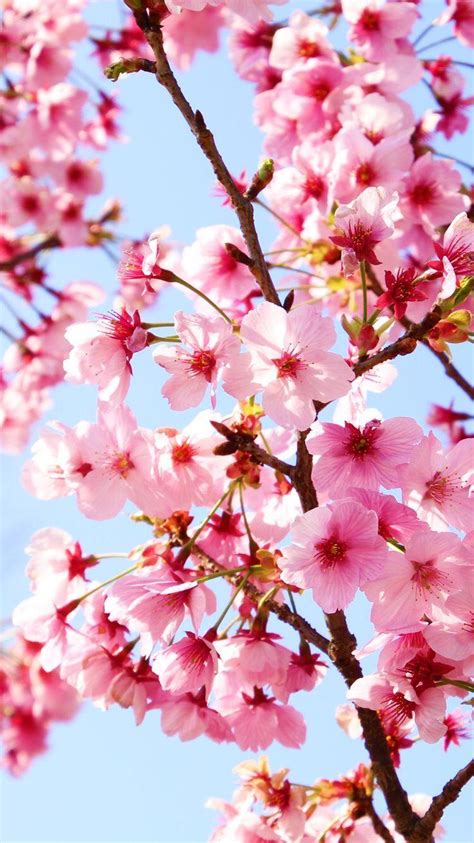 Pink Sakura Wallpapers Top Free Pink Sakura Backgrounds Wallpaperaccess