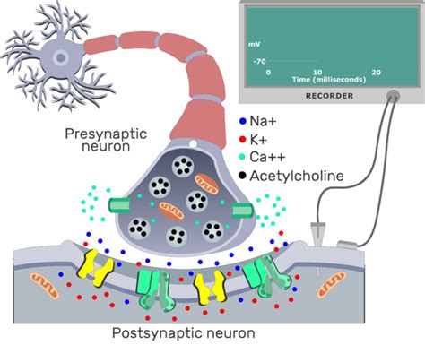 Cholinergic Synapse Events And Interactive Diagram GetBodySmart