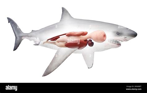 Shark's internal organs, illustration Stock Photo - Alamy