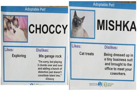 Hilarious Cat Adoption Profiles Will Make You Do A Spit Take Cat Adoption Funny Cats Cats