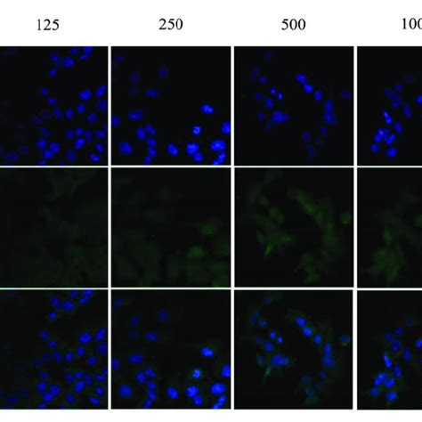 Effect Of Don On The Nuclear Expression Of Nf κb P65 Protein In Cells