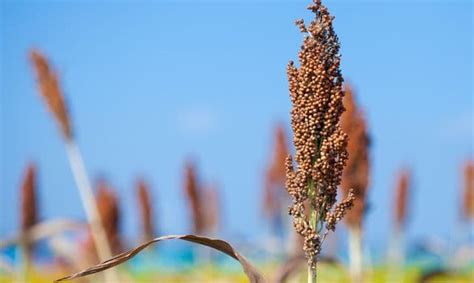 Sorghum Plant