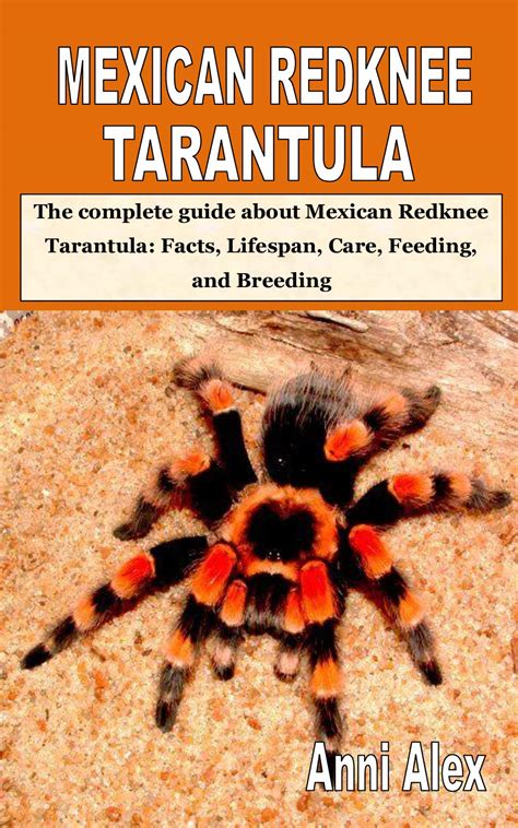 MEXICAN REDKNEE TARANTULA: The complete guide about Mexican Redknee ...