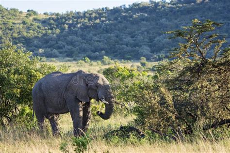 Elephant In Masai Mara National Reserve Kenya Stock Image Image Of