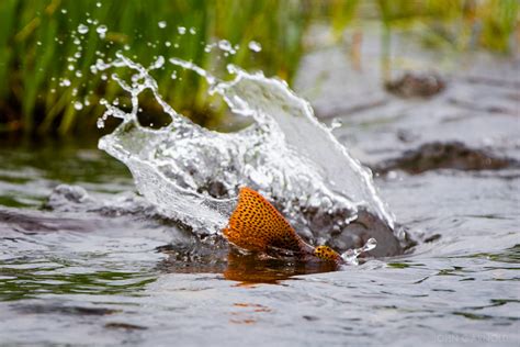 Turn Yellowstone Cutthroat Trout John Arnold Flickr