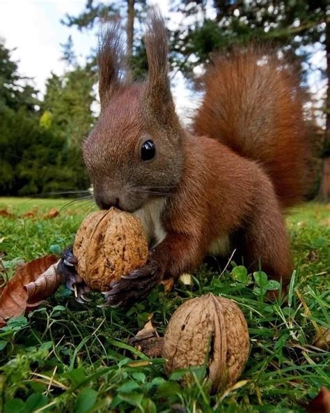 Cute Squirrel Eating Walnuts