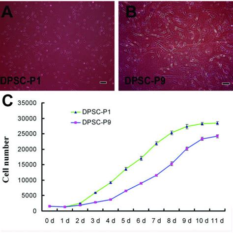 Morphological Appearance And Growth Curve Of Dpscs At Different