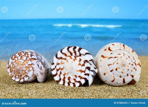 Tropical Sea Shells Stock Photo Image Of Coast Island 87882626