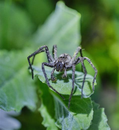 Wolf Spider Pająk Owad Darmowe zdjęcie na Pixabay Pixabay