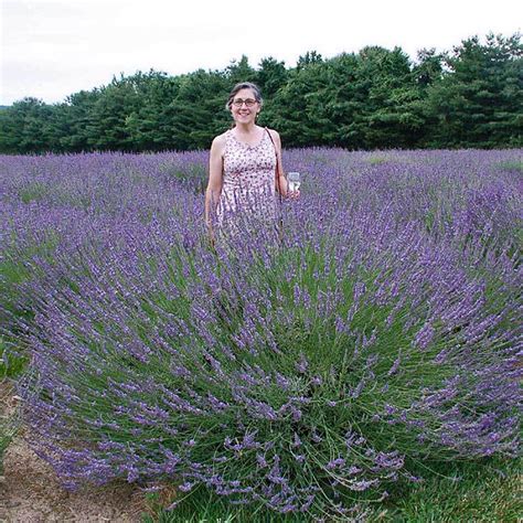 Phenomenal® Lavender Great Garden Plants