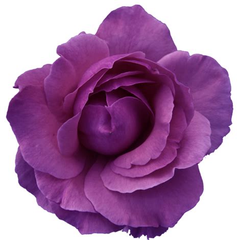 ForgetMeNot: purple roses