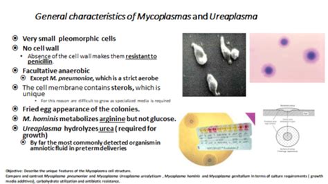 Mycoplasma Pneumoniae Colony Morphology