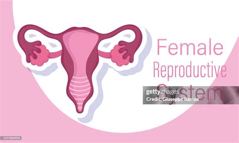 Female Human Reproductive System Internal Sex Organs Of A Woman High