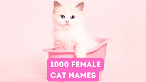 1000+ Female Cat Names for Your Fur Baby