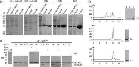 Engineering Chromosome Region Maintenance 1 Fragments That Bind To