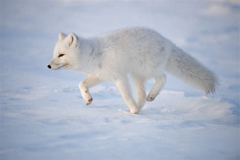 How Amazing Arctic Animals Survive An Alaskan Winter | Alaska ...