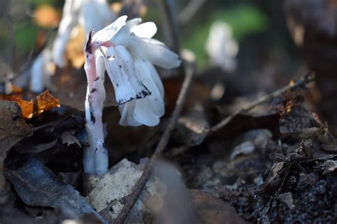 Encountering the mysterious ghost pipe plant | indie herbalist