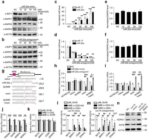 Microrna Represses Target Proteins Without Causing Mrna Decay A B