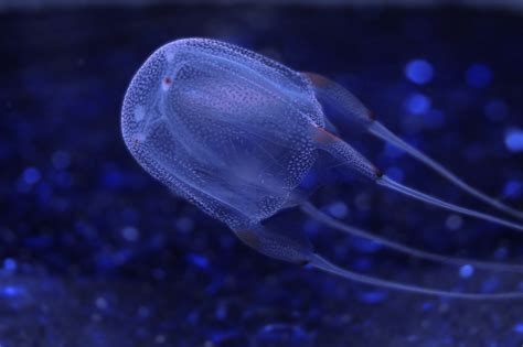 Box jellyfish (cubozoa) - RESPIRATION mao