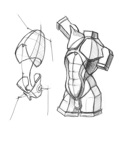 Torso sketches : r/learnart